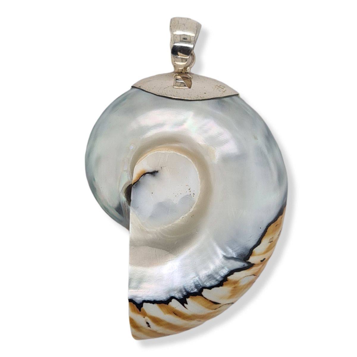 PENDANT S/S & NAUTILUS SHELL